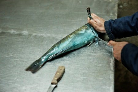 ling cod