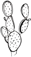 Nopal