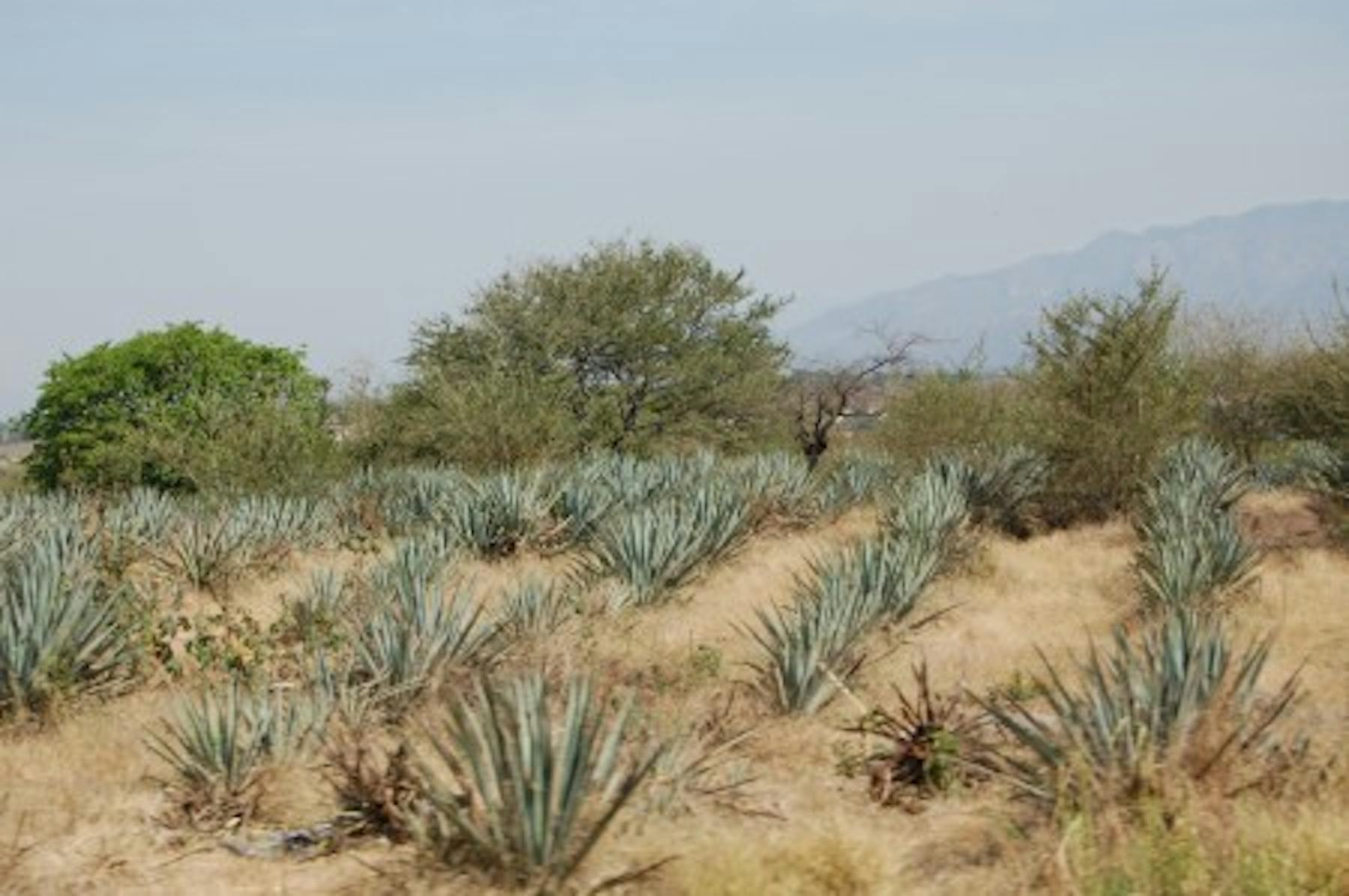 a photo of the desert