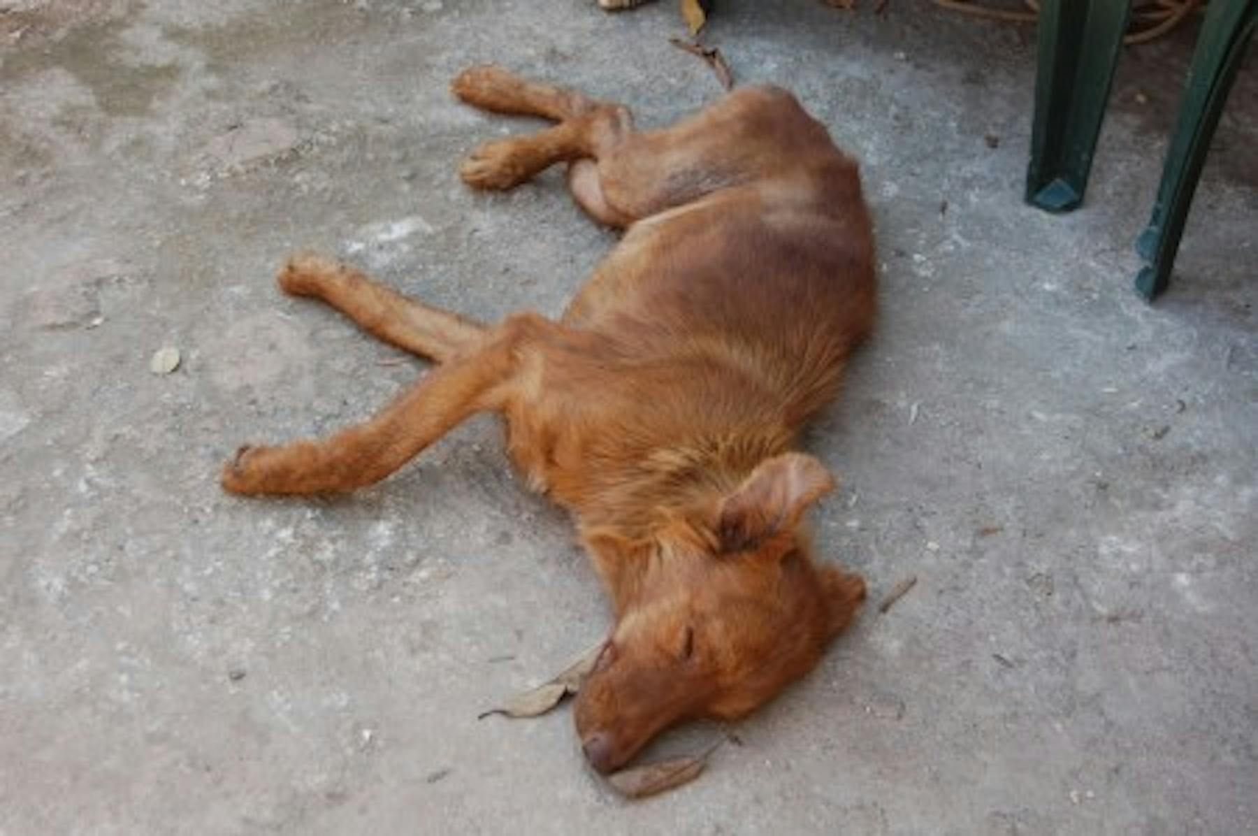 a brown dog sleeping