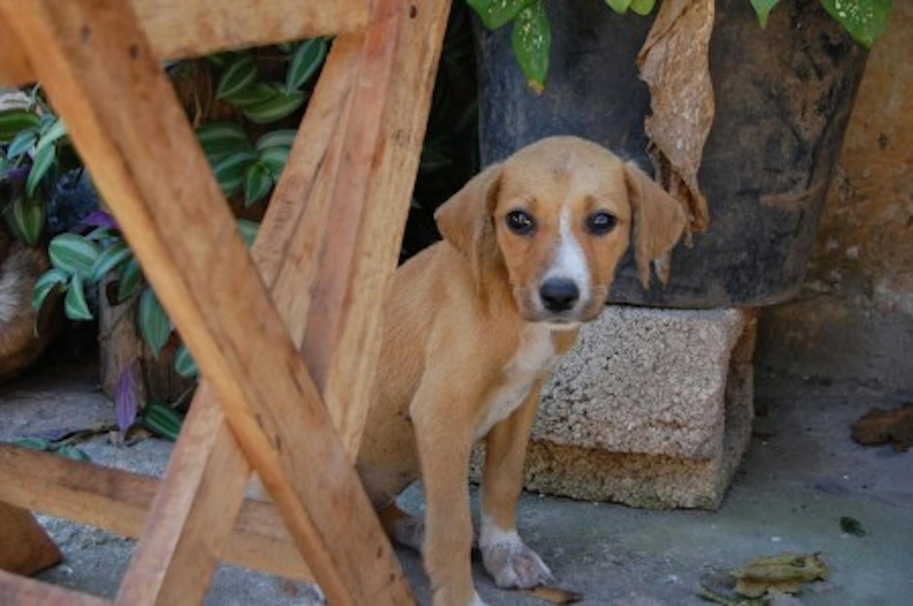 a small brown dog