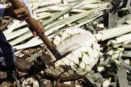 _F7U3936 a man harvesting piñas with a shovel