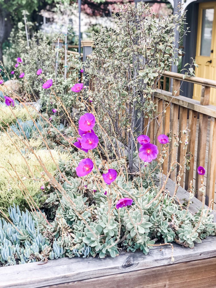 a large purple flower is in a garden