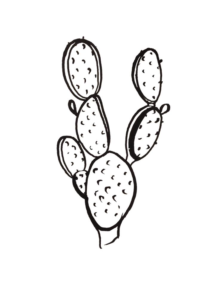 a drawing of a cactus
